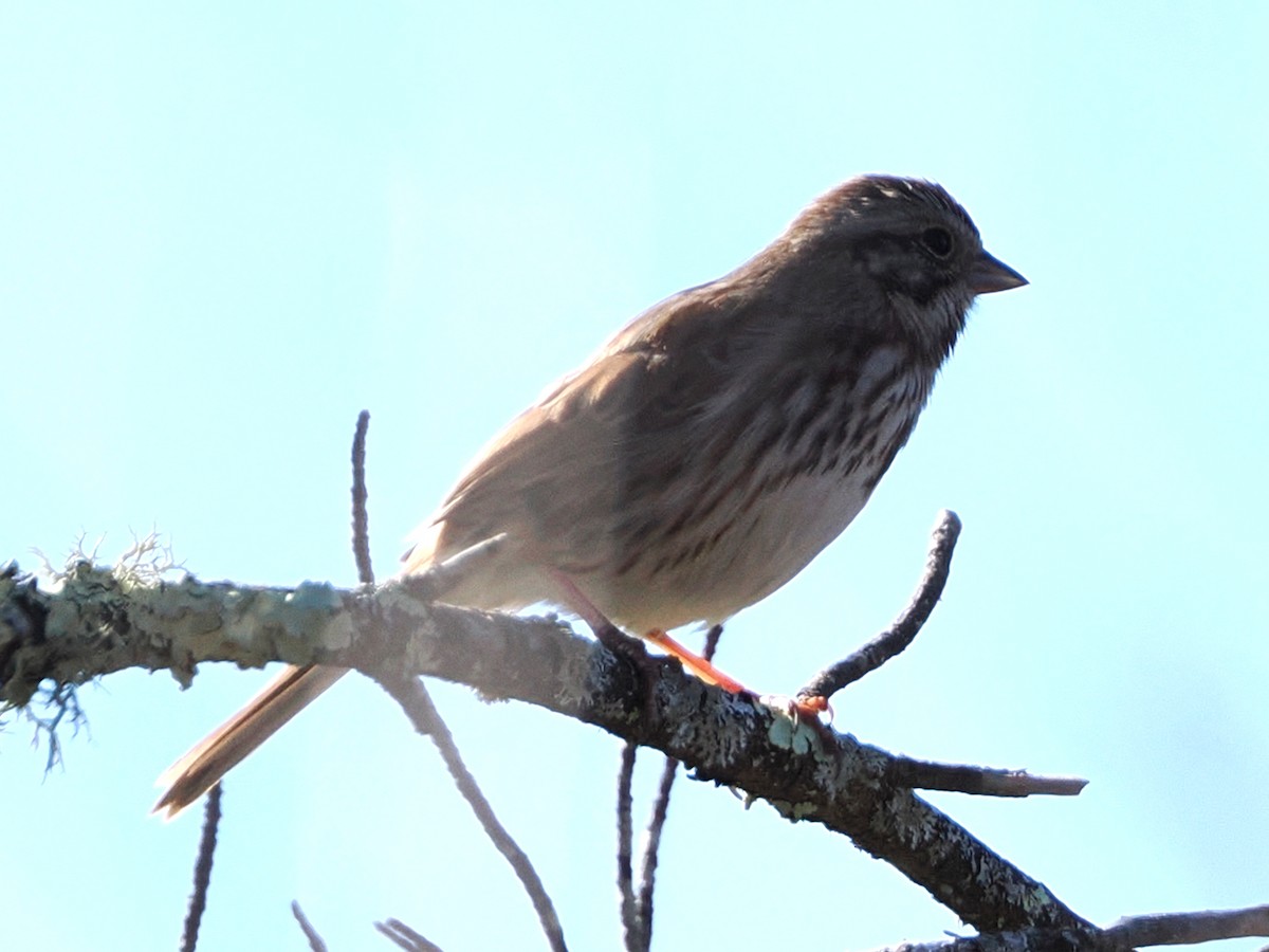 Vesper Sparrow - ML617492829