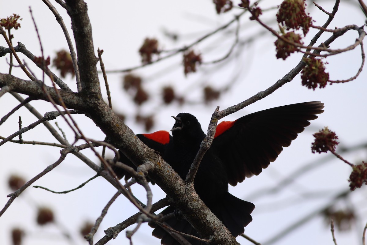 Red-winged Blackbird - Emmanuel Deshaies