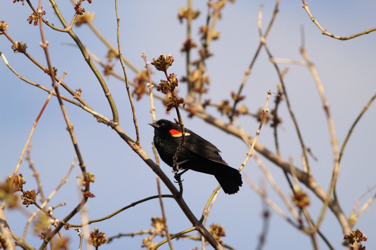 Red-winged Blackbird - ML617492839