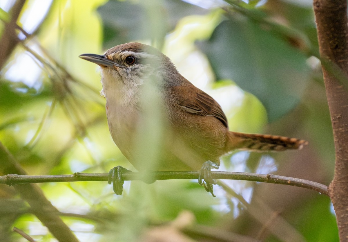 Cabanis's Wren - Forest Botial-Jarvis