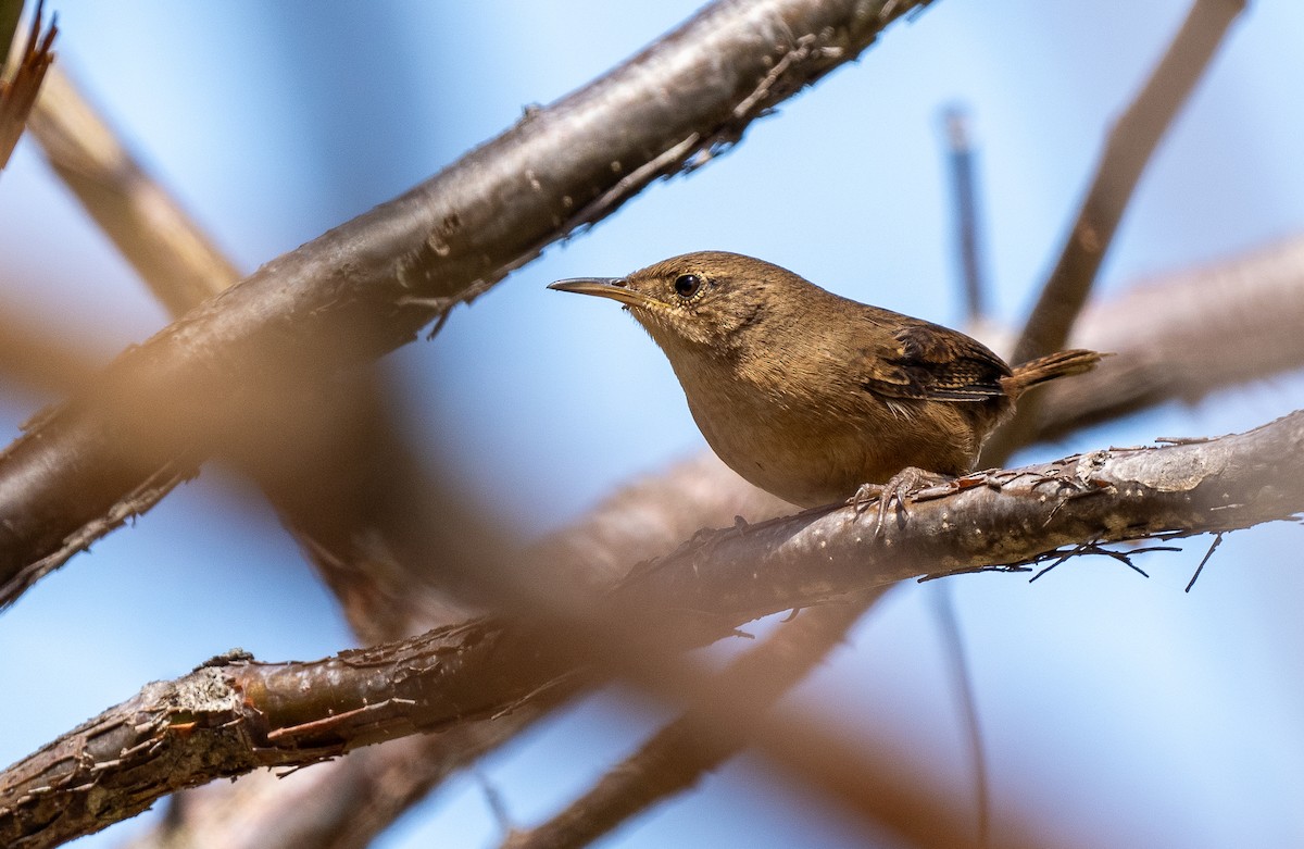 House Wren - Forest Botial-Jarvis