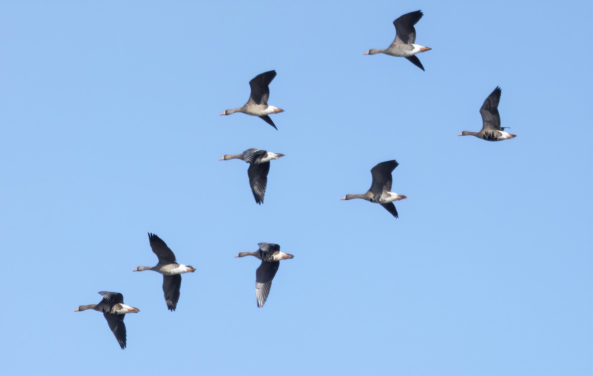 Greater White-fronted Goose - ML617492888