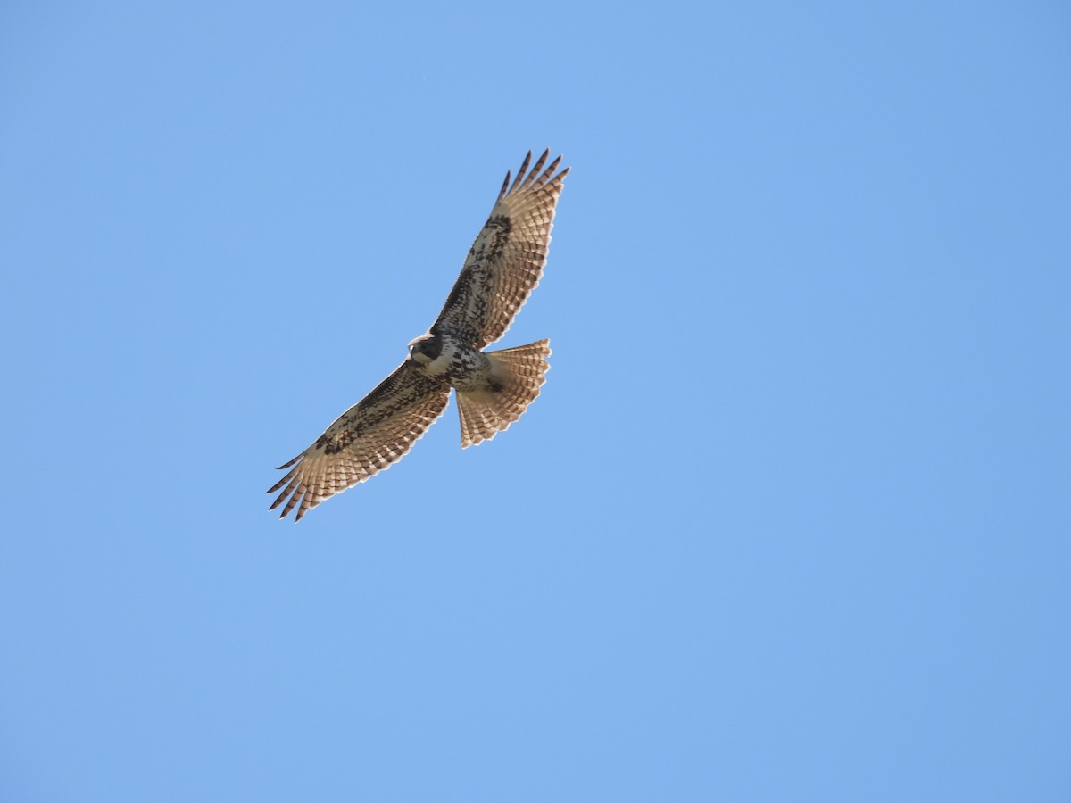 Red-tailed Hawk - ML617492907