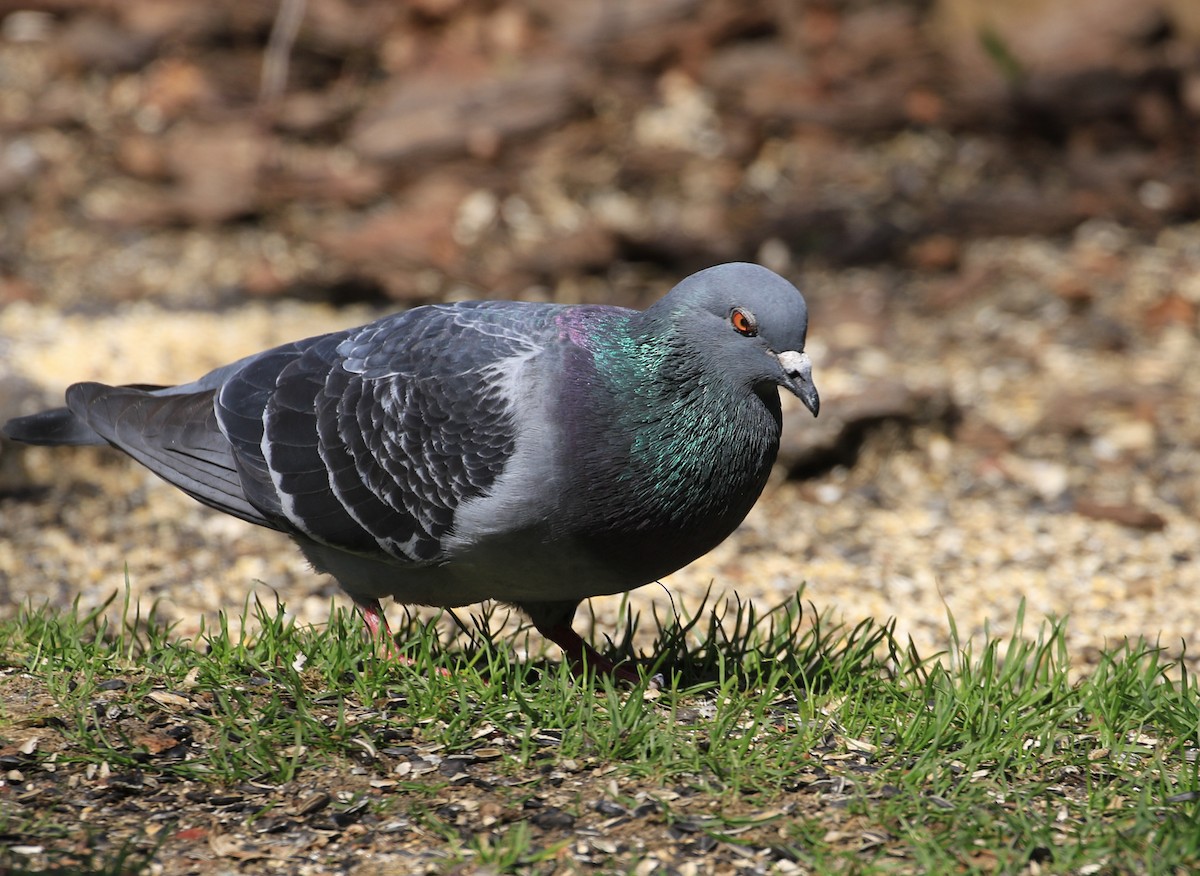 Rock Pigeon (Feral Pigeon) - ML617492927