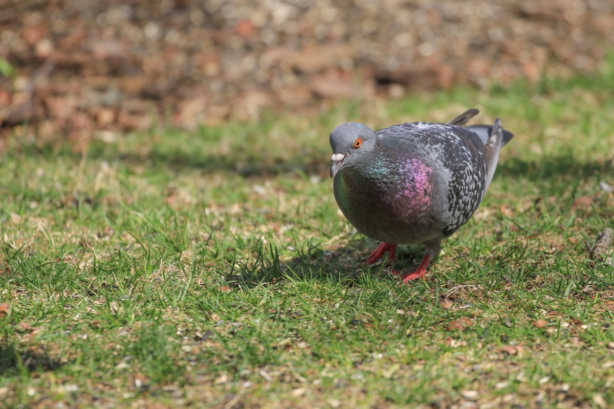 Rock Pigeon (Feral Pigeon) - Robert Dixon