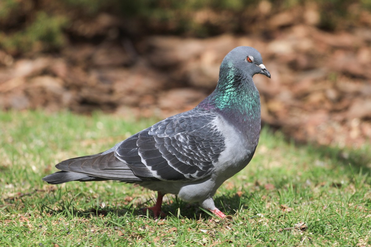 Rock Pigeon (Feral Pigeon) - ML617492931