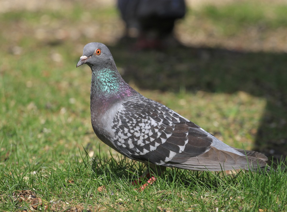 Rock Pigeon (Feral Pigeon) - ML617492933