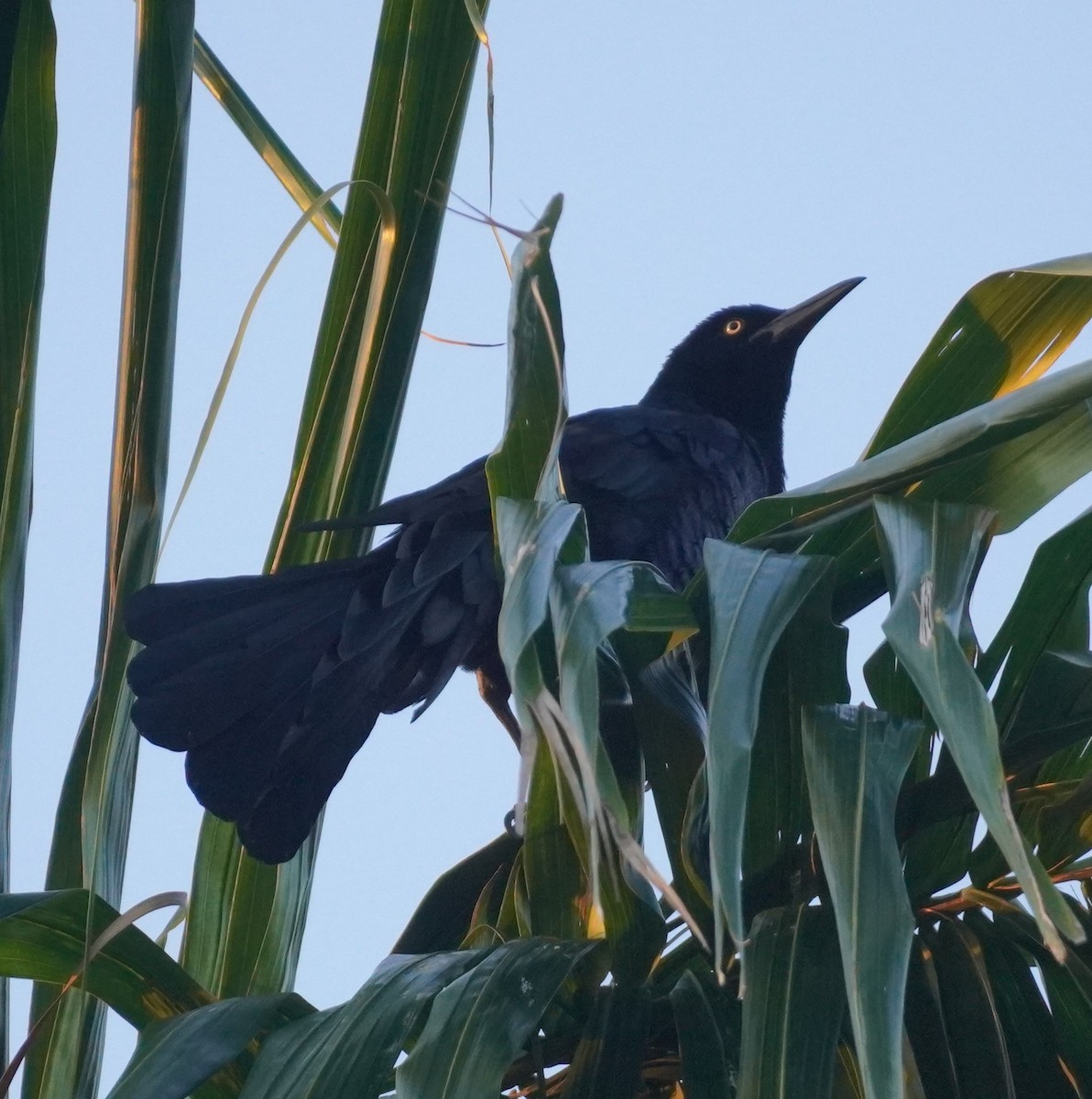 Great-tailed Grackle - ML617493055