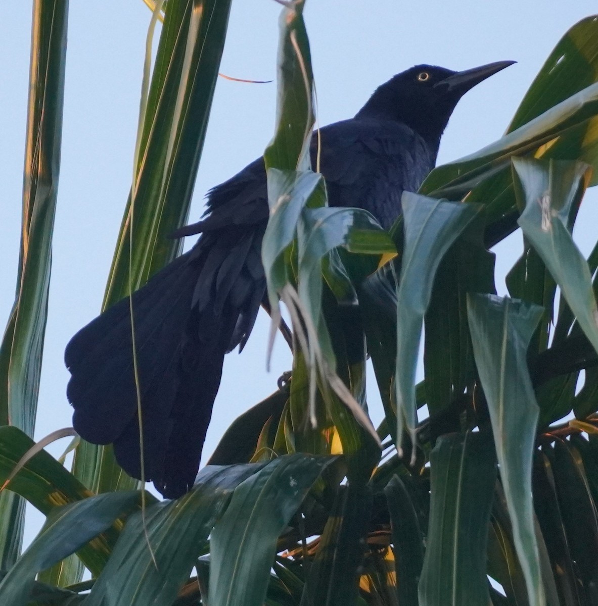Great-tailed Grackle - ML617493056