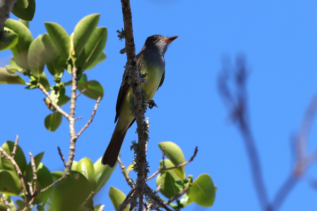 Great Crested Flycatcher - ML617493064