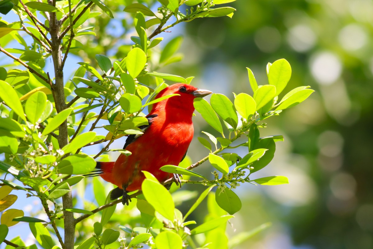 Scarlet Tanager - ML617493089
