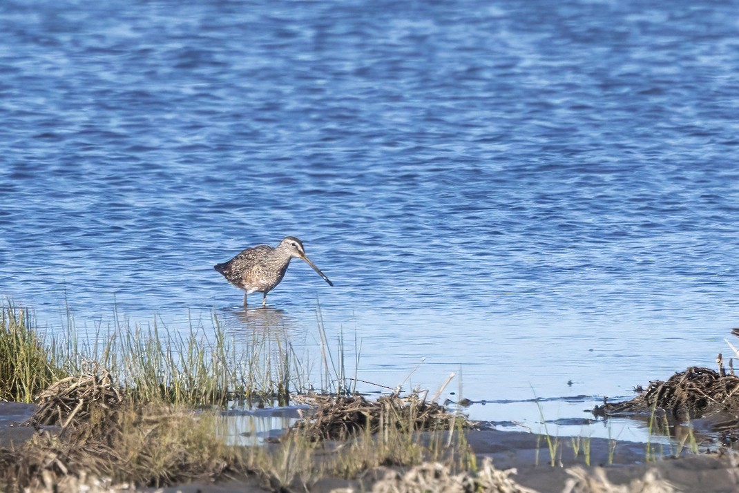 Long-billed Dowitcher - ML617493122