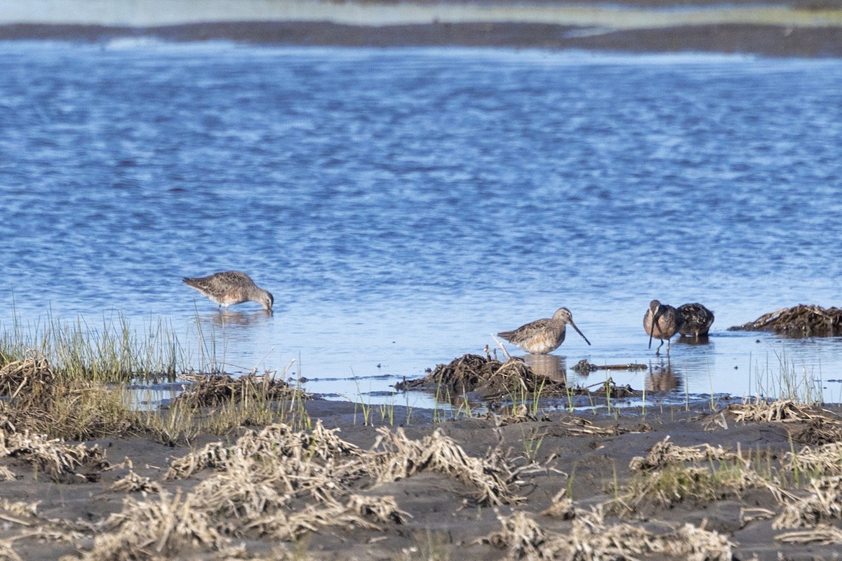 Long-billed Dowitcher - ML617493123