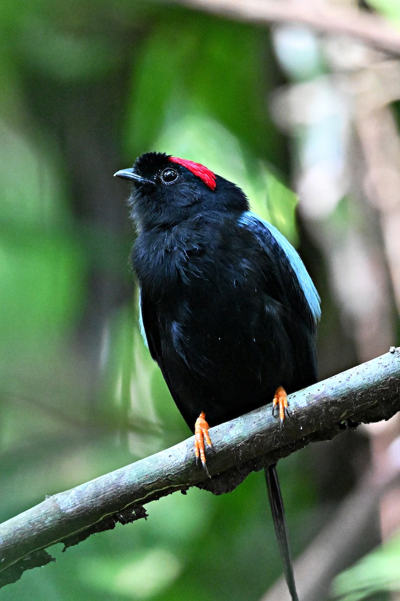 Long-tailed Manakin - André Lanouette