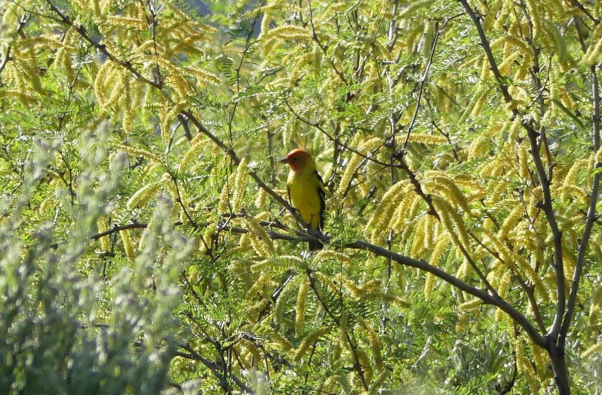 Western Tanager - ML617493157