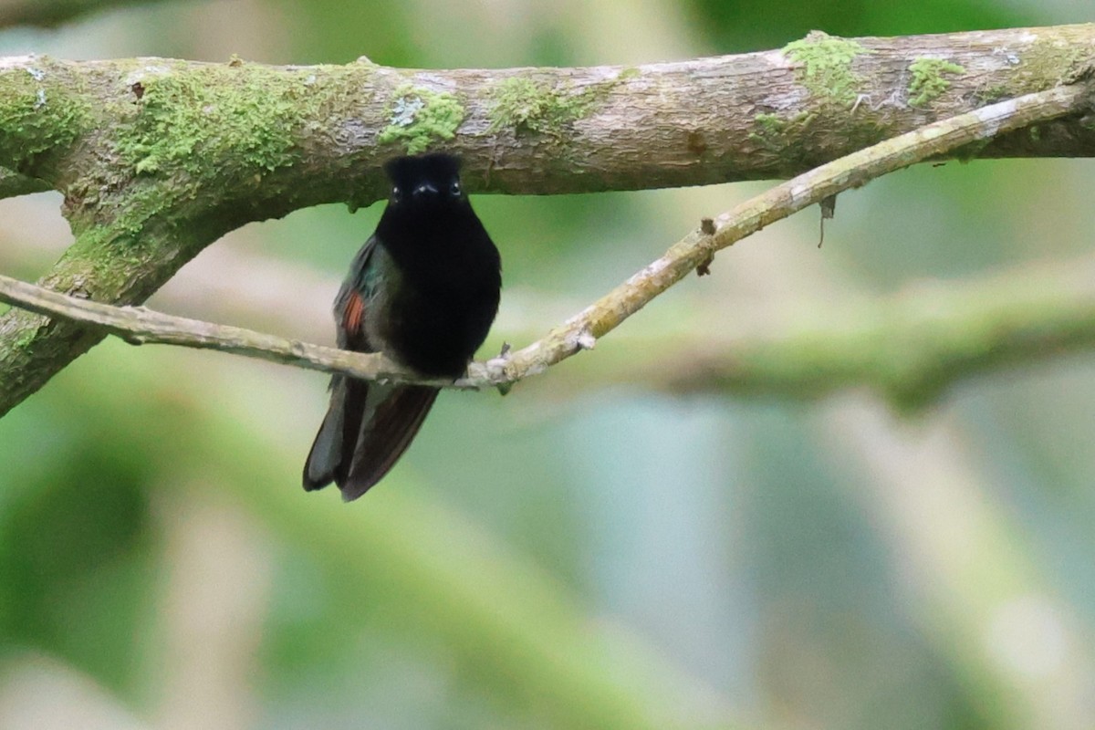 Black-bellied Hummingbird - ML617493177