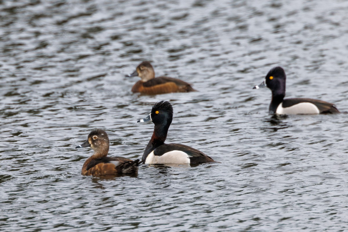 Ring-necked Duck - Barb Hubbard