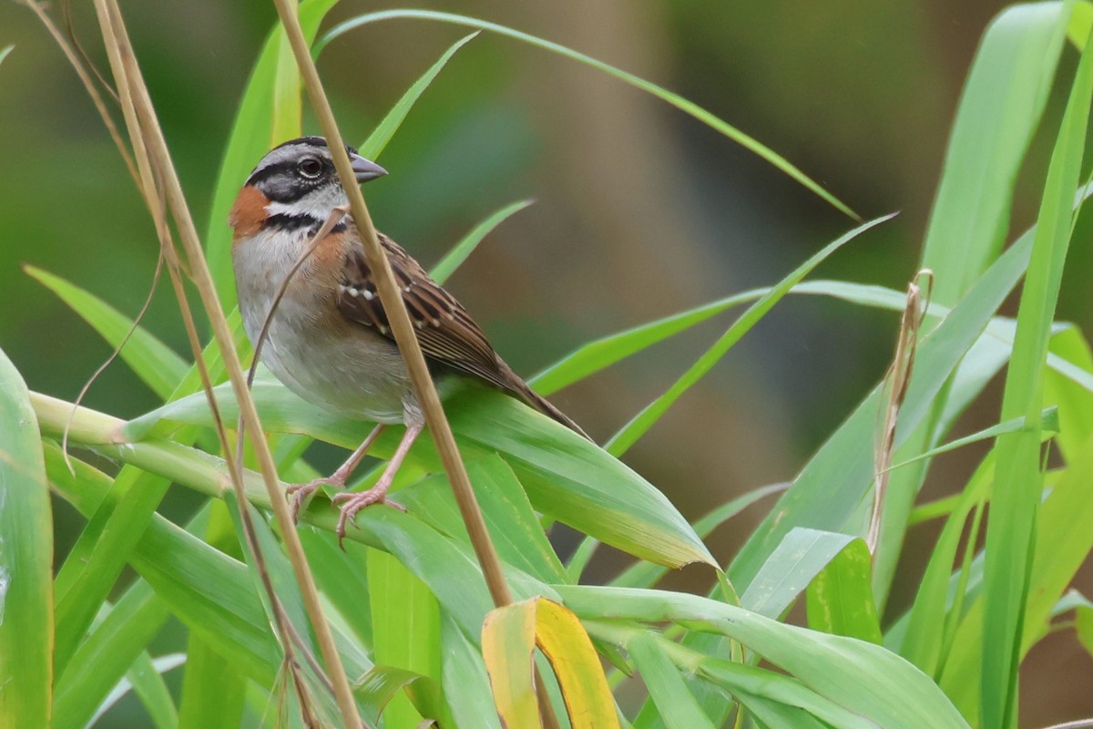 Rufous-collared Sparrow - Tom Forwood JR