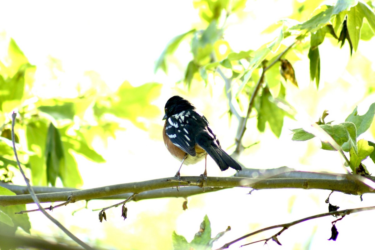 Spotted Towhee - ML617493216
