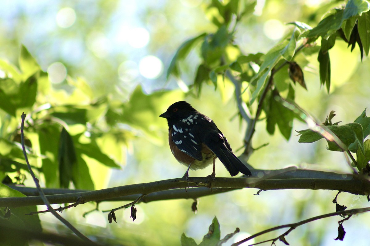 Spotted Towhee - ML617493217