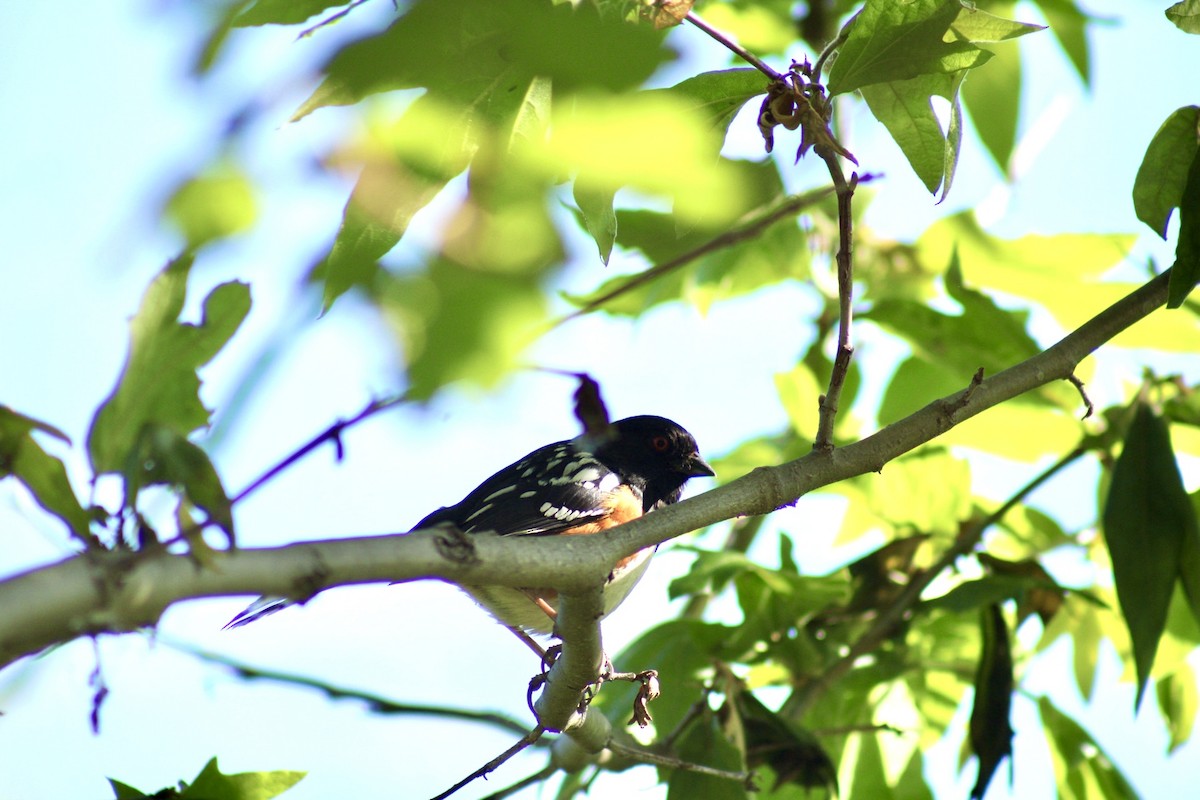 Spotted Towhee - ML617493218