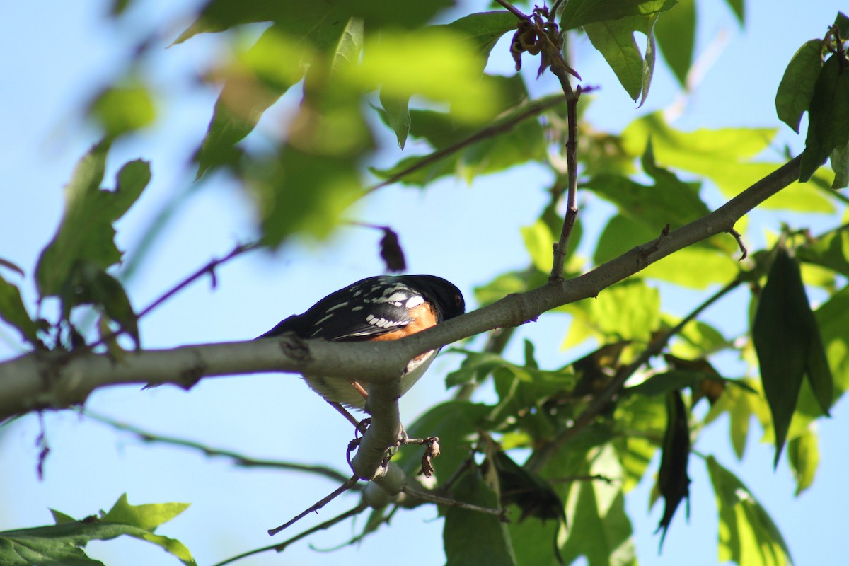 Spotted Towhee - ML617493219
