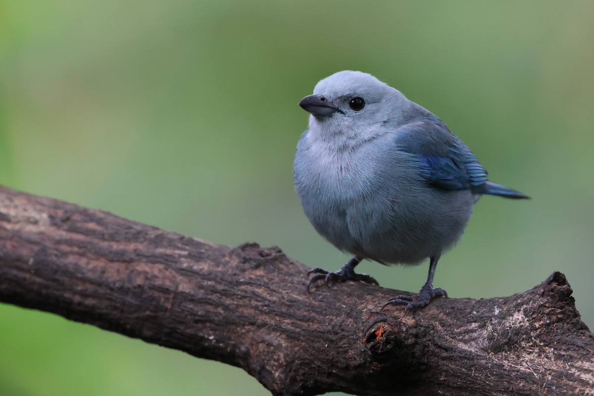 Blue-gray Tanager - ML617493271