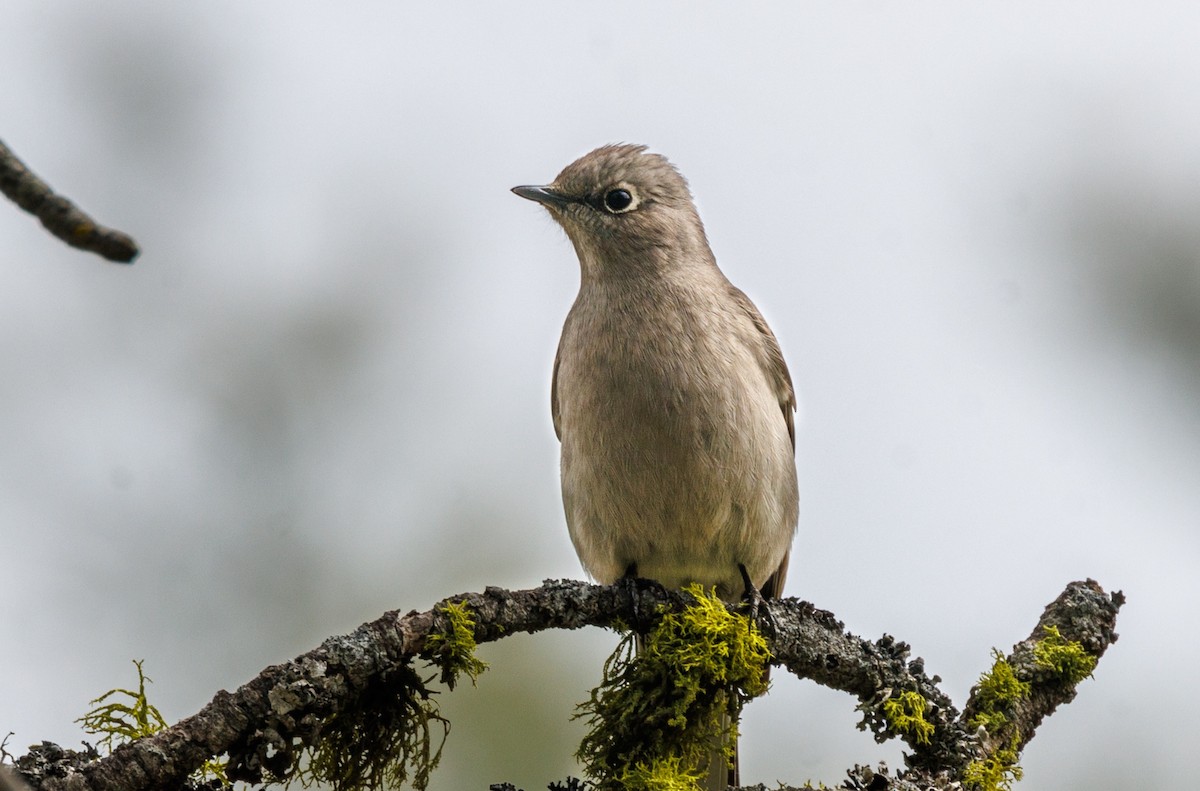 Townsend's Solitaire - Barb Hubbard