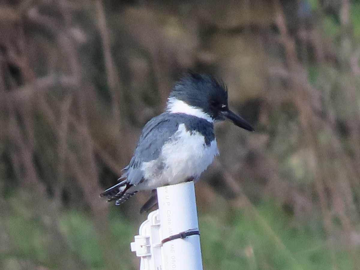 Belted Kingfisher - ML617493387