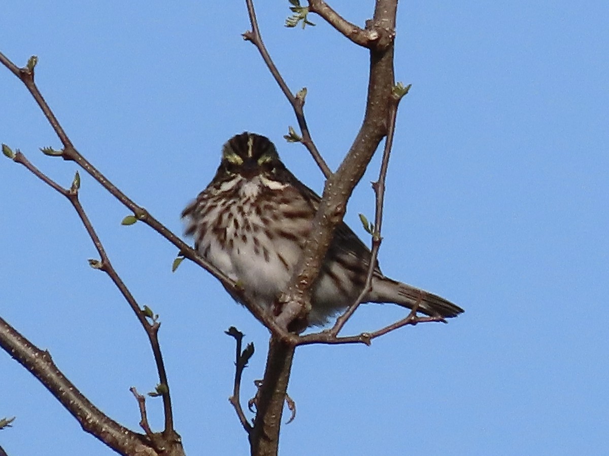 Savannah Sparrow (Savannah) - ML617493394