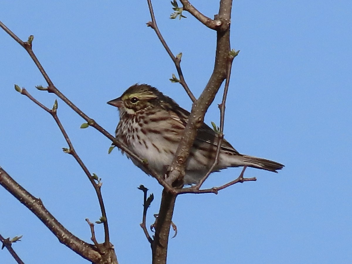 Savannah Sparrow (Savannah) - ML617493395