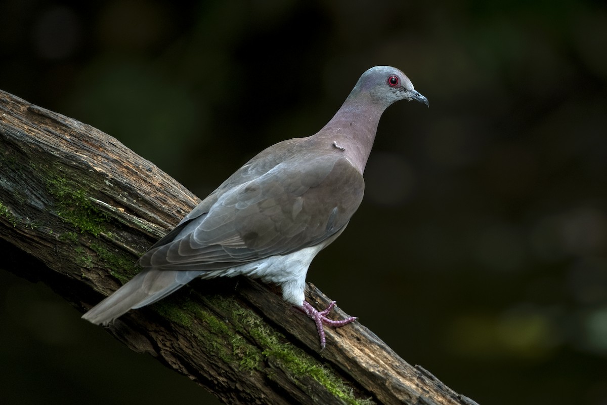 Pale-vented Pigeon - ML617493400