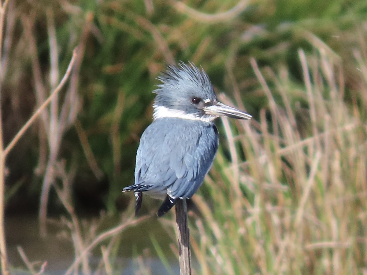 Belted Kingfisher - ML617493401