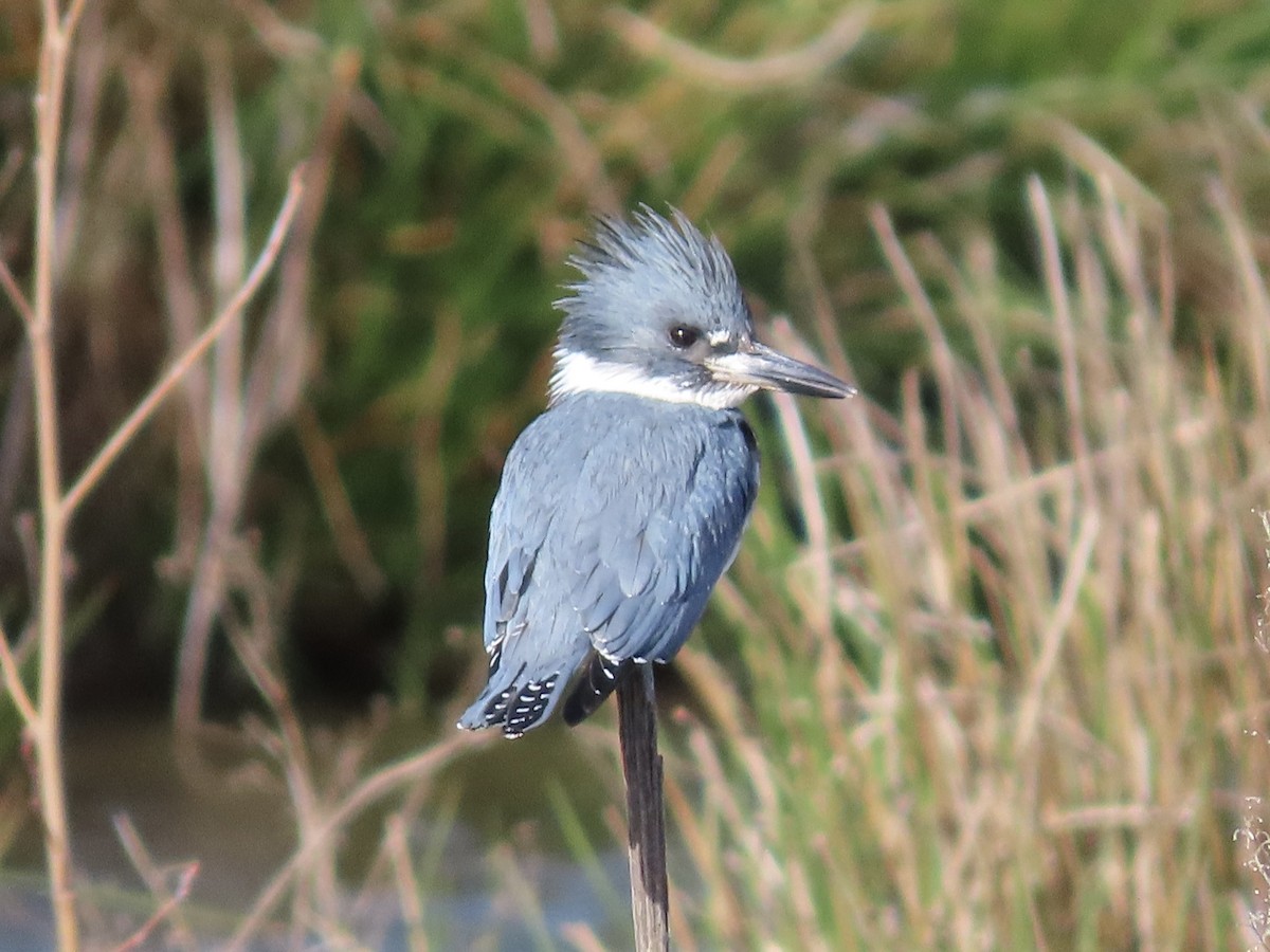 Belted Kingfisher - ML617493402