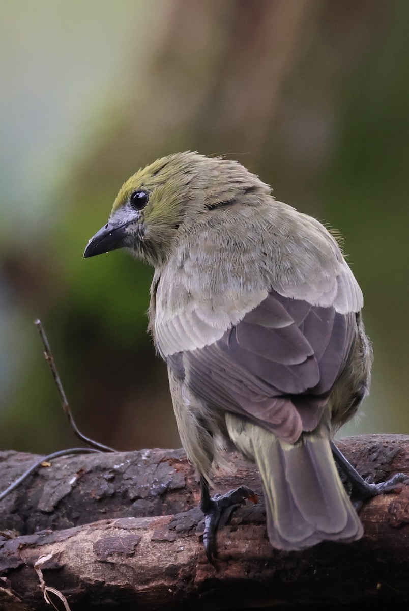 Palm Tanager - ML617493409
