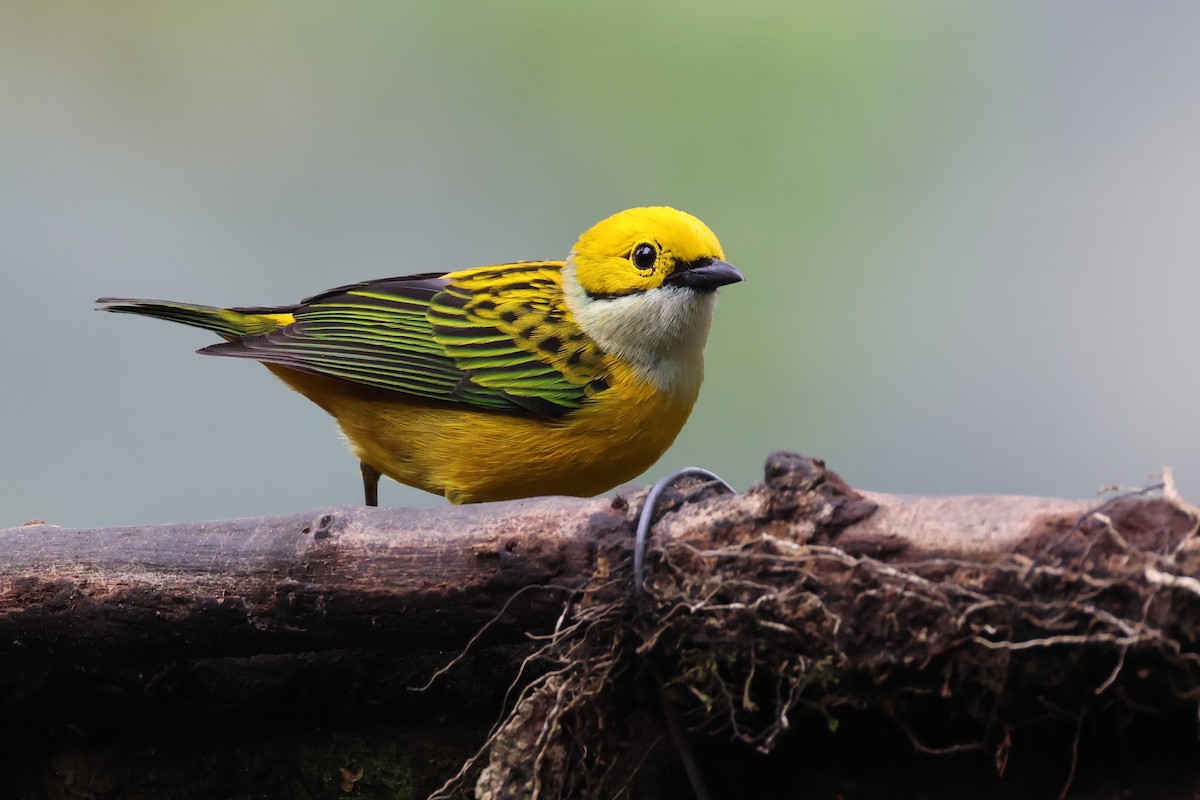 Silver-throated Tanager - Tom Forwood JR