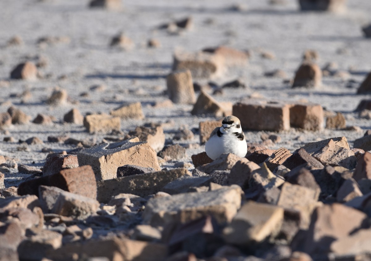 Snowy Plover - Kevin Welsh