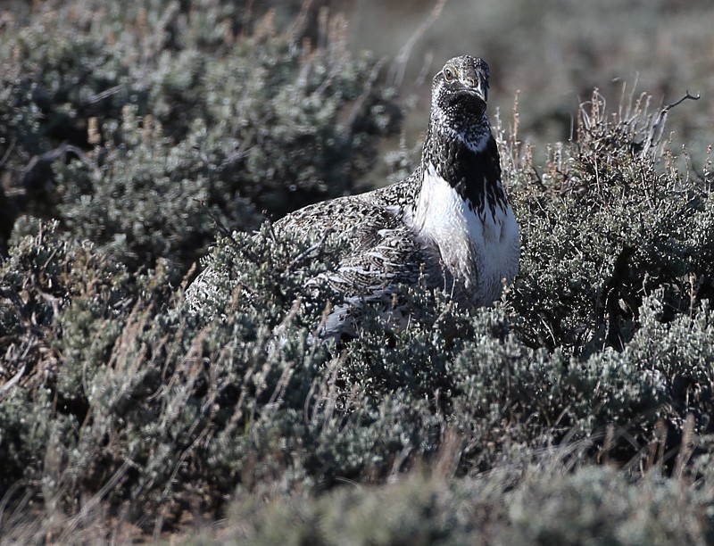 Greater Sage-Grouse - ML617493499