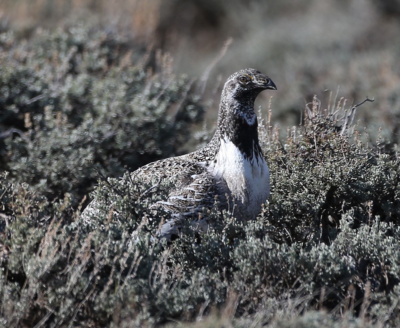 Greater Sage-Grouse - ML617493500