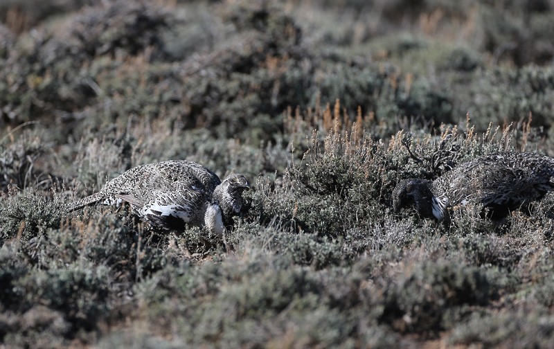 Greater Sage-Grouse - ML617493501