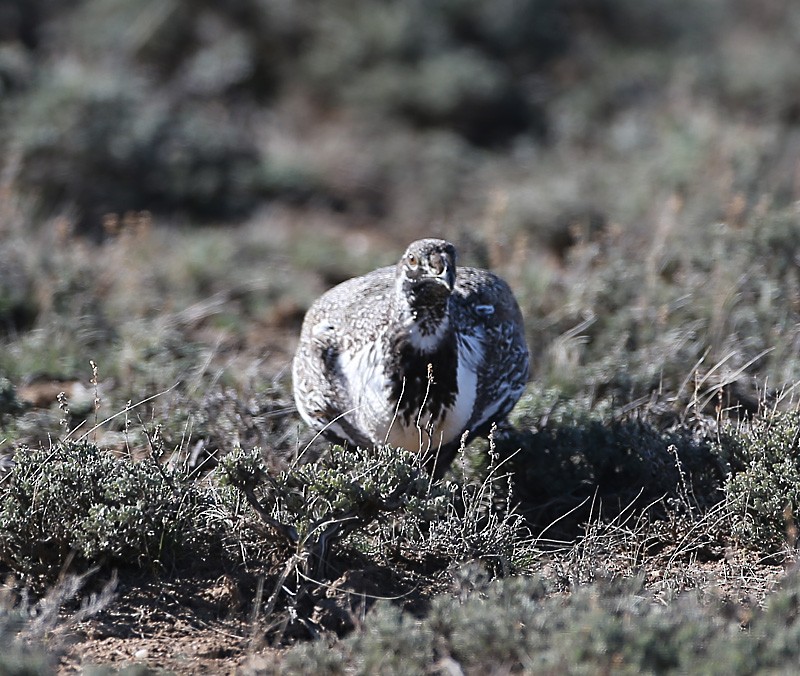 Greater Sage-Grouse - ML617493502