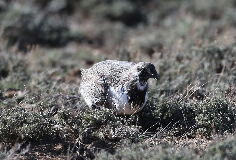 Greater Sage-Grouse - ML617493503