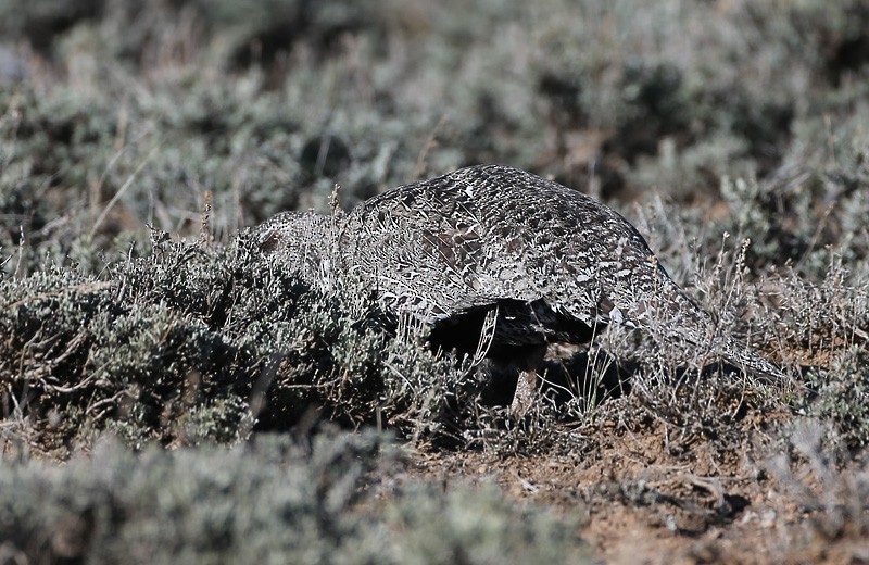 Greater Sage-Grouse - ML617493504