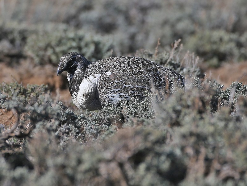 Greater Sage-Grouse - ML617493505
