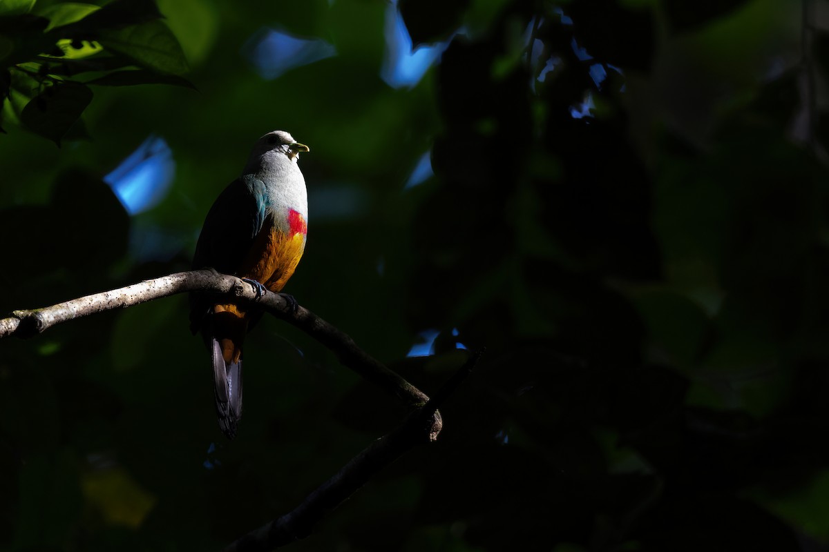 Scarlet-breasted Fruit-Dove - ML617493596