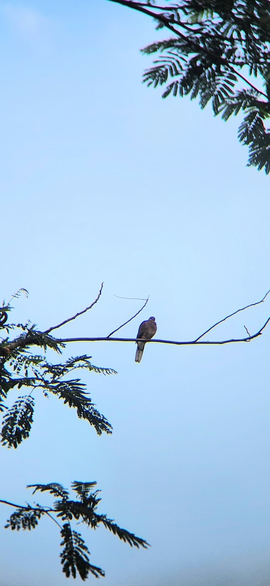 Spotted Dove - Octavianti Puspita