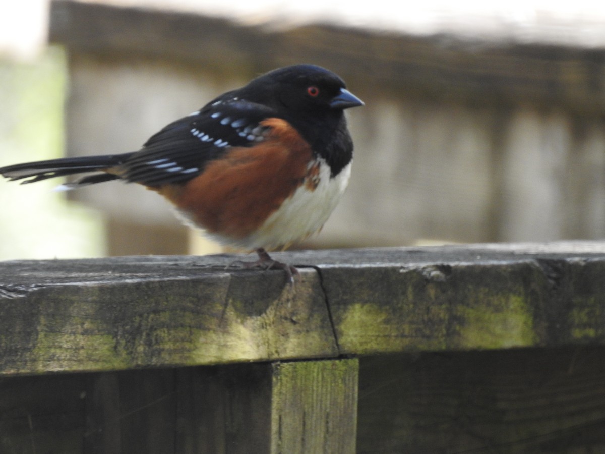 Spotted Towhee - ML617493621