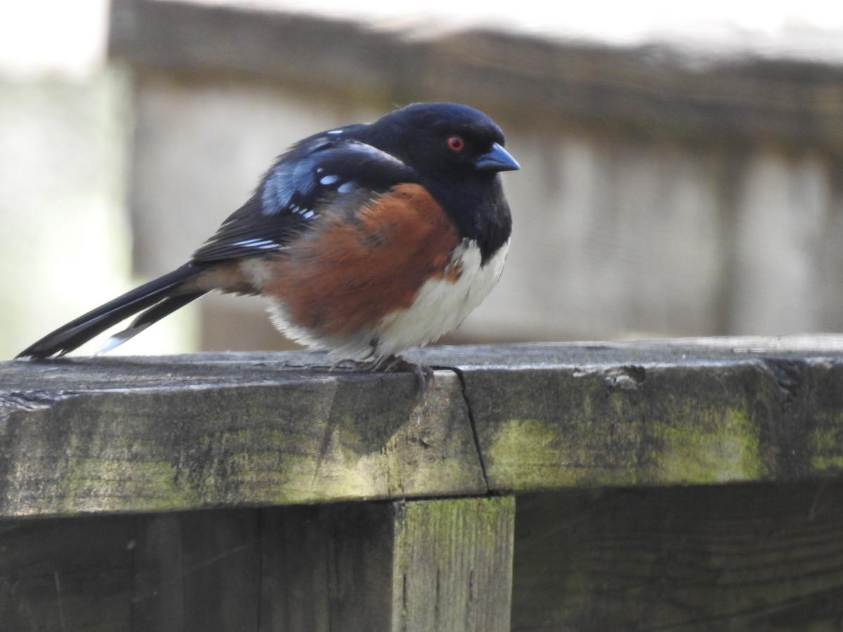 Spotted Towhee - ML617493641