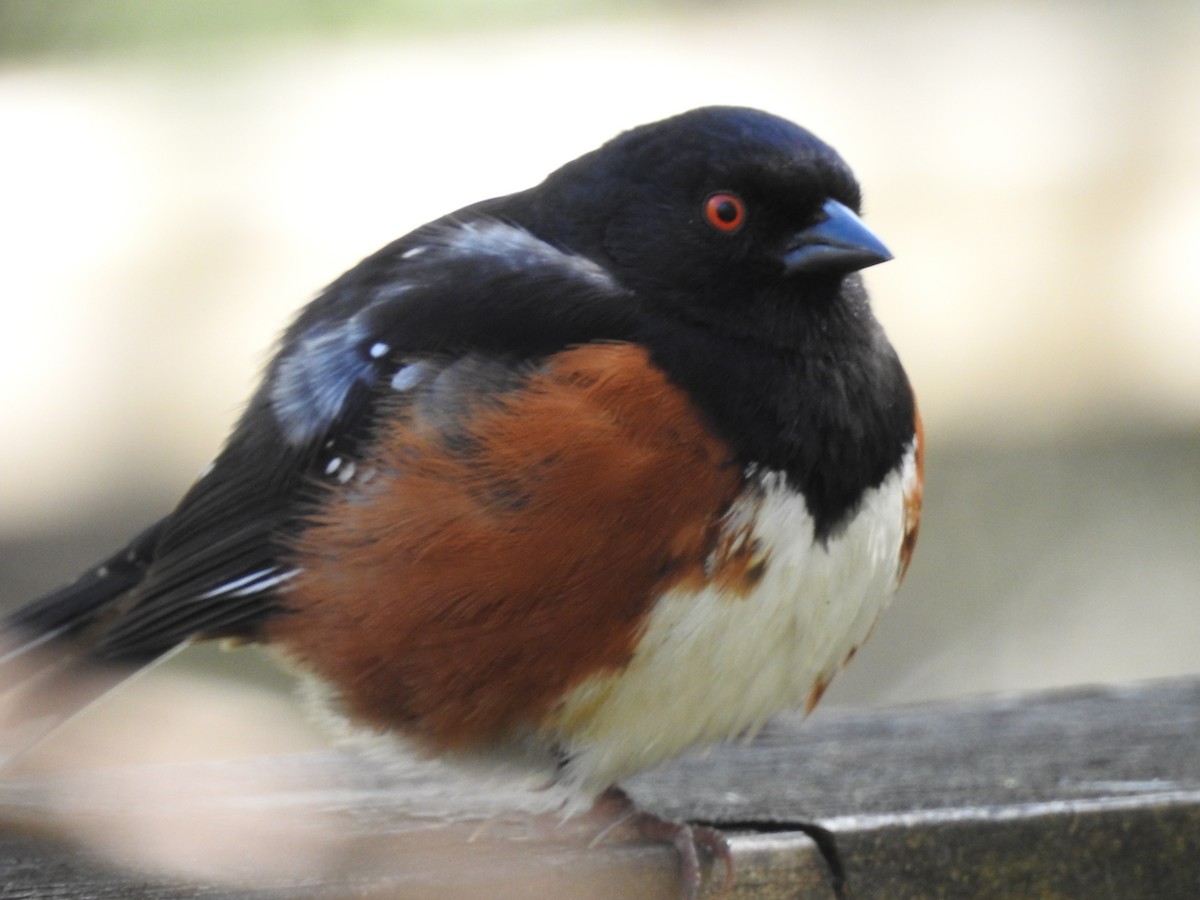 Spotted Towhee - ML617493653