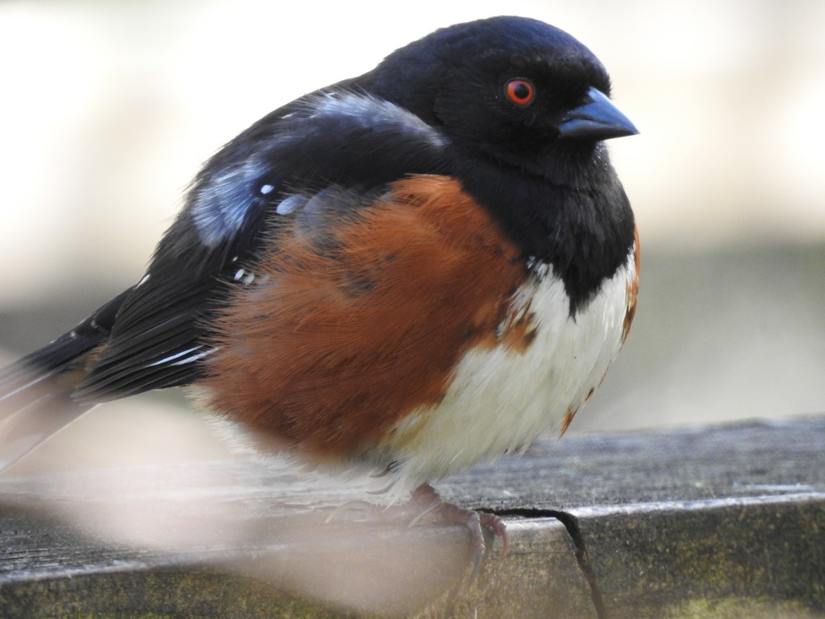 Spotted Towhee - ML617493658